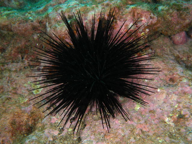 Centrostephanus rodgersii